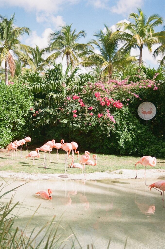 baha mar bahamas flamingos